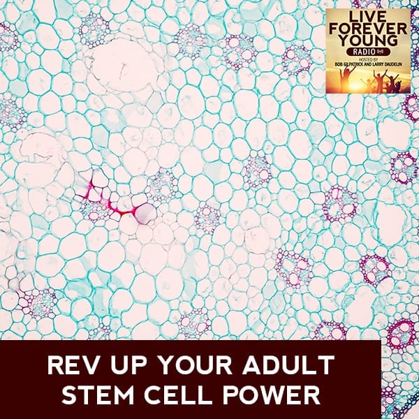 LFY 3 | Stem Cell
