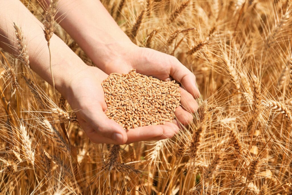 Female farmer with wheat grains in field