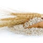 Barley Grains scoop