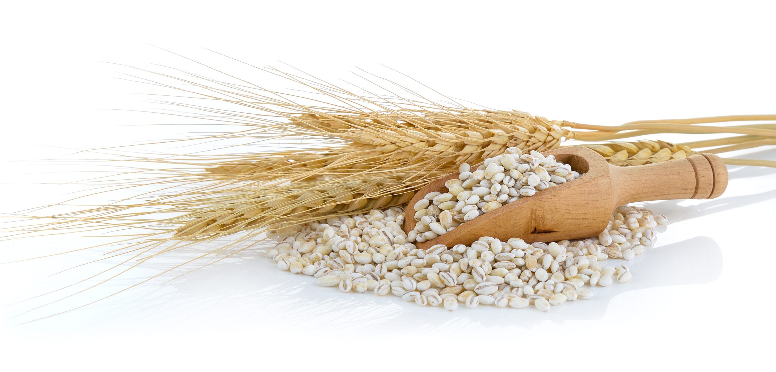 Barley Grains scoop