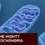 LFY 59 | Mitochondria